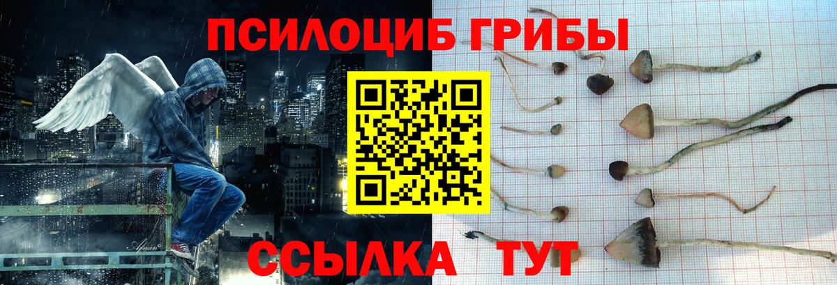 Галлюциногенные грибы Psilocybine cubensis Сургут